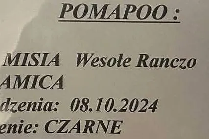 Suczka pomapoo, Pomorskie, Gdańsk