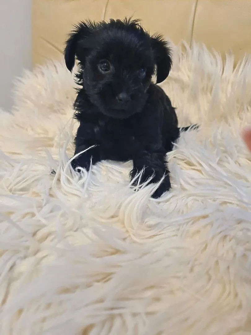 Yorkshire terrier black mini, Lubelskie, Kraśnik