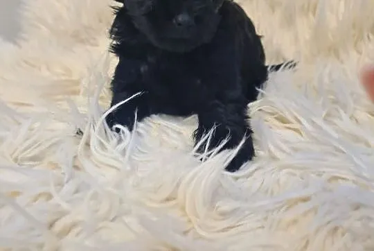 Yorkshire terrier black mini, Lubelskie, Kraśnik