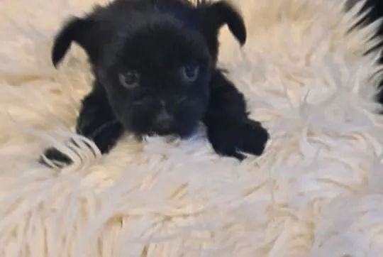 Yorkshire terrier black mini, Lubelskie, Kraśnik