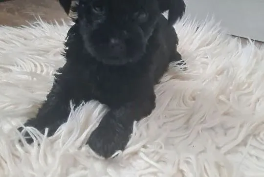 Yorkshire terrier black mini, Lubelskie, Kraśnik