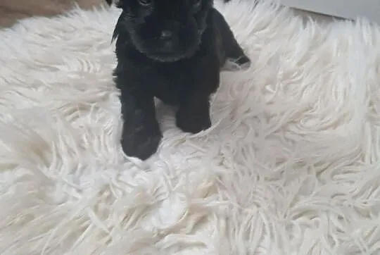Yorkshire terrier black mini, Lubelskie, Kraśnik