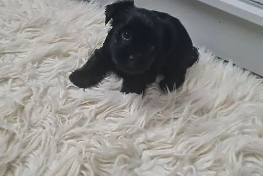 Yorkshire terrier black mini, Lubelskie, Kraśnik