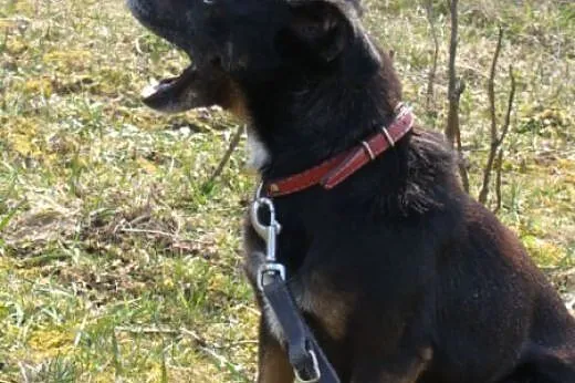 Pinia - 5kg psiej miłości ... na łańcuchu! POMOCY!