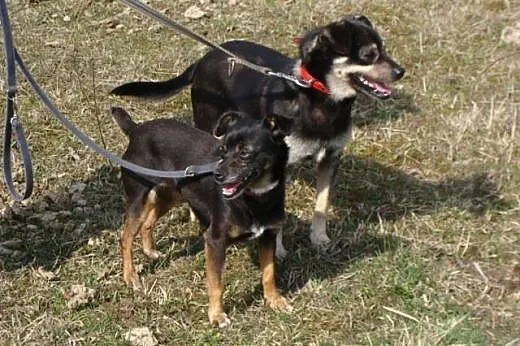 Pinia - 5kg psiej miłości ... na łańcuchu! POMOCY!