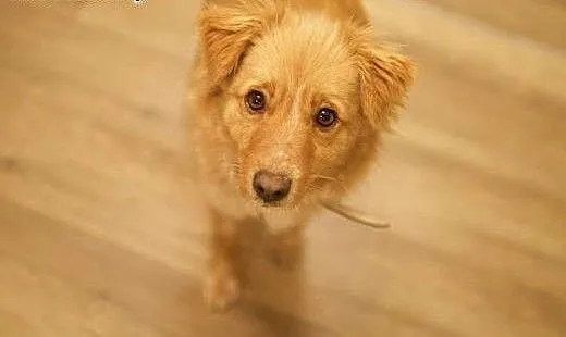 Kochająca ludzi i zwierzęcia Odysia do adopcji, m