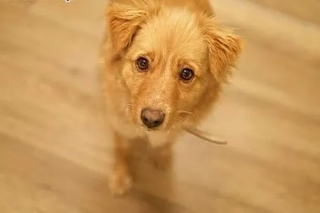 Kochająca ludzi i zwierzęcia Odysia do adopcji, mazowieckie Warszawa