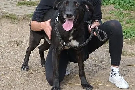 Ivo wesoły, energiczny dorosły psiak do adopcji,  
