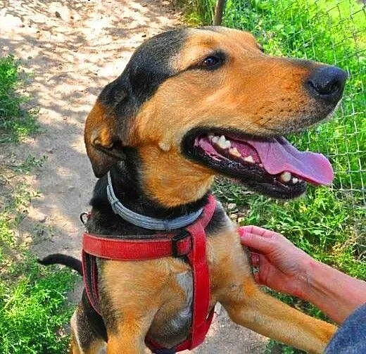 BERCIA - świetna, przyjazna, bardzo łagodna sunia
