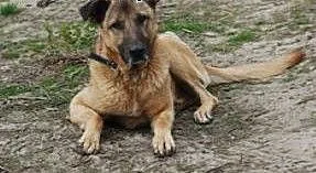 Gregor do adopcji, łódzkie Skierniewice