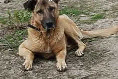 Gregor do adopcji,  łódzkie Skierniewice