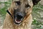 Gregor do adopcji,  łódzkie Skierniewice
