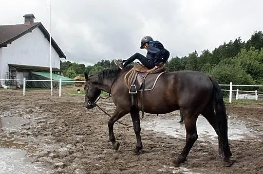 Sprzedam konia