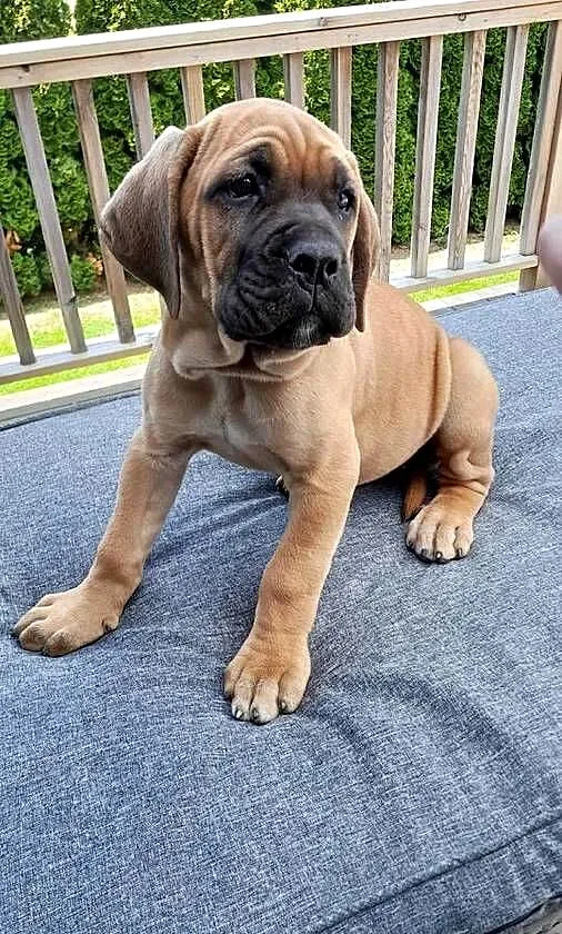 Sprzedam suczke rasy Cane Corso, Podkarpackie, Pilzno