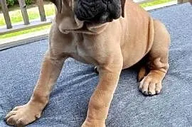 Sprzedam suczke rasy Cane Corso