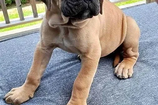 Sprzedam suczke rasy Cane Corso