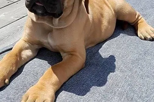 Sprzedam suczke rasy Cane Corso, Podkarpackie, Pilzno