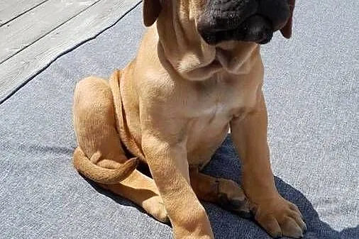 Sprzedam suczke rasy Cane Corso, Podkarpackie, Pilzno