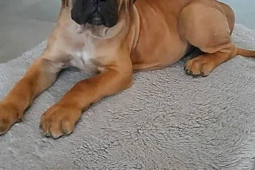 Sprzedam suczke rasy Cane Corso, Podkarpackie, Pilzno