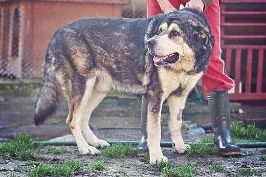 Bazyl ze zmianami zwyrodnieniowymi, w przytulisku 