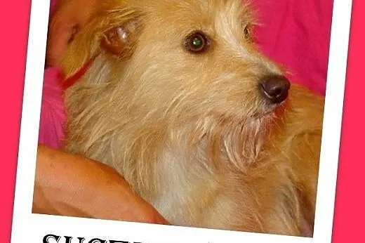 CZINKA pszeniczna,domowa,łagodna,rodzinna suczka.A