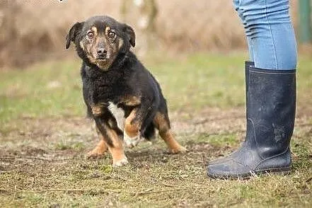 Reksio, nakolankowy, spokojny i grzeczny psiak - pokochaj go!,  Kundelki cała Polska
