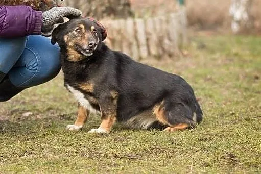 Reksio, nakolankowy, spokojny i grzeczny psiak - p