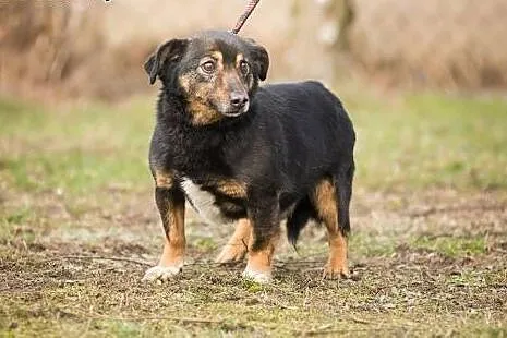 Reksio, nakolankowy, spokojny i grzeczny psiak - p