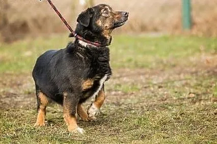 Reksio, nakolankowy, spokojny i grzeczny psiak - p