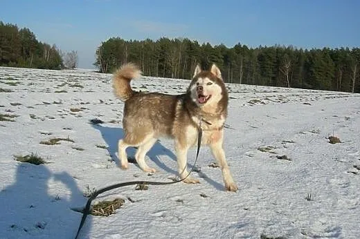 Sampo - psiak w typie husky czeka na adopcję,  maz