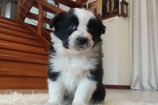 Rasowa suczka BORDER COLLIE z Hodowli - pełną dok. przebadani rodzice