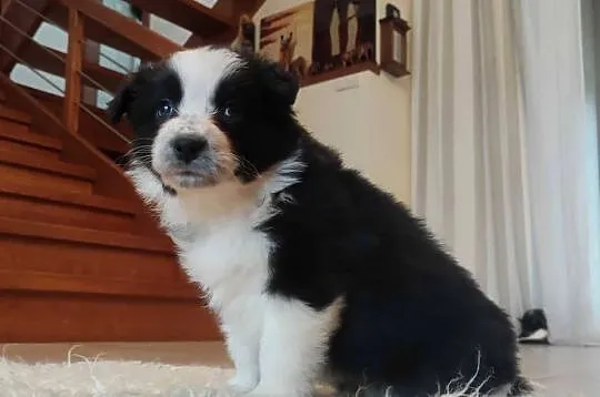 Rasowa suczka BORDER COLLIE z Hodowli - pełną dok. przebadani rodzice, Małopolskie, Kraków