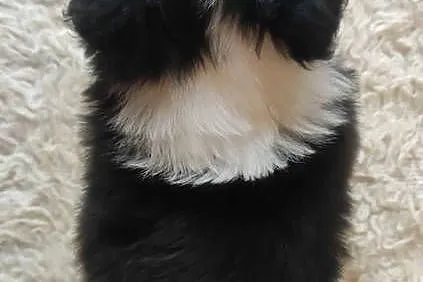 Rasowa suczka BORDER COLLIE z Hodowli - pełną dok. przebadani rodzice, Małopolskie, Kraków