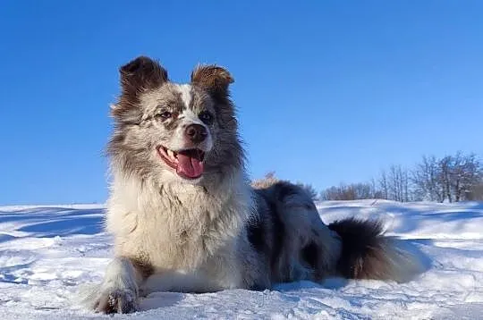Rasowa suczka BORDER COLLIE z Hodowli - pełną dok. przebadani rodzice, Małopolskie, Kraków