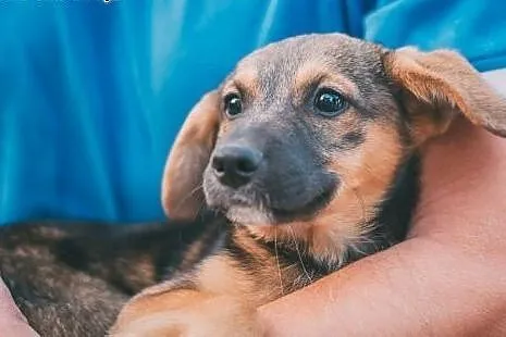 Oberek - 3 mies. chłopak do pilnej adopcji!!,  ślą