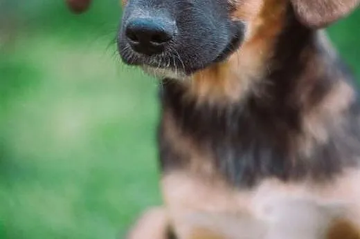 Oberek - 3 mies. chłopak do pilnej adopcji!!,  ślą