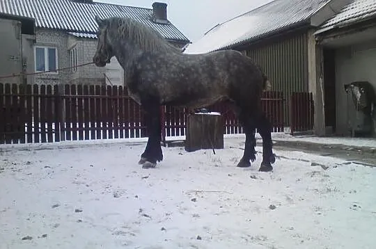Ogier zimnokrwisty siwy.