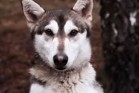 Tajfun - mołody i przyjacielski husky czeka na mił