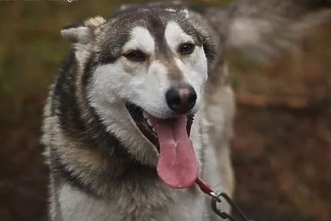 Tajfun - mołody i przyjacielski husky czeka na mił