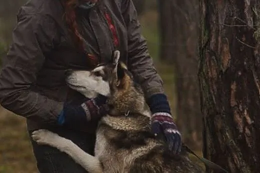 Tajfun - mołody i przyjacielski husky czeka na mił