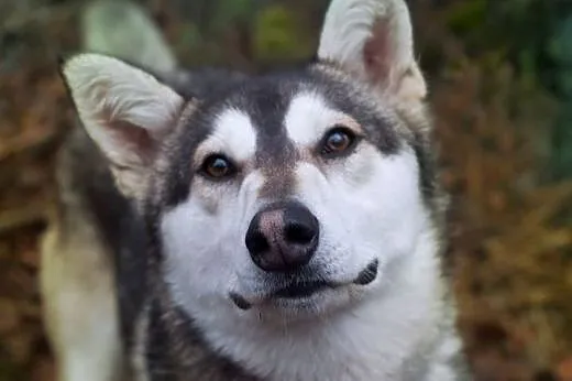 Tajfun - mołody i przyjacielski husky czeka na mił