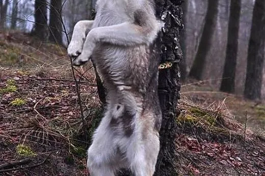 Tajfun - mołody i przyjacielski husky czeka na mił