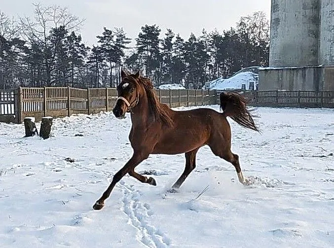 Just Cento (Alczento x Winston), Pomorskie, Reda
