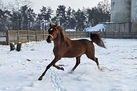 Just Cento (Alczento x Winston), Pomorskie, Reda
