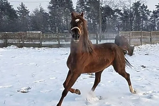 Just Cento (Alczento x Winston), Pomorskie, Reda