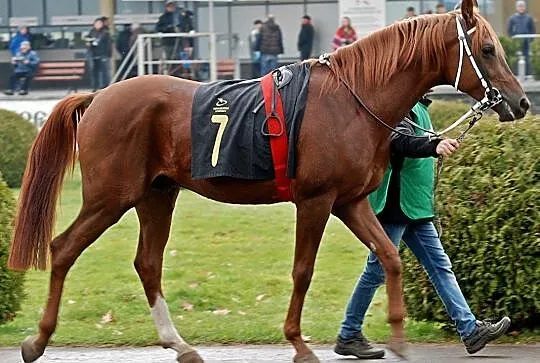 Just Cento (Alczento x Winston), Pomorskie, Reda