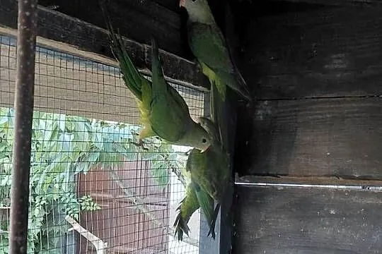 Sprzedam barabandy z tego roku, Lubuskie, Świebodzin