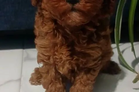 Pudel Miniatura Red samica, Podkarpackie, Lutoryż