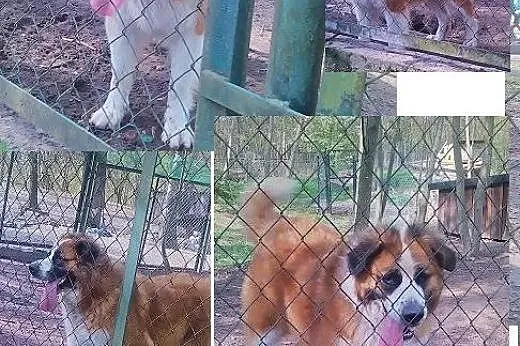 3 letnia sunia bernardynka,  warmińsko-mazurskie O