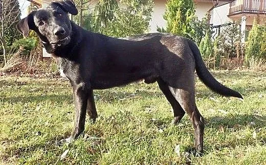 Otis pilnie do adopcji ! , łódzkie Łódź
